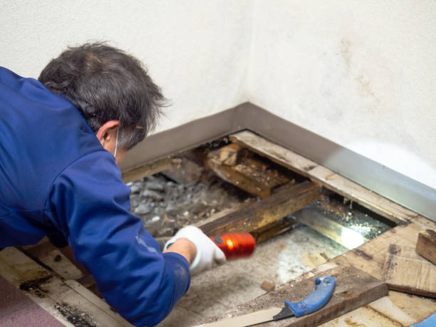 Best Fast Mold Removal  in Fairdale, PA