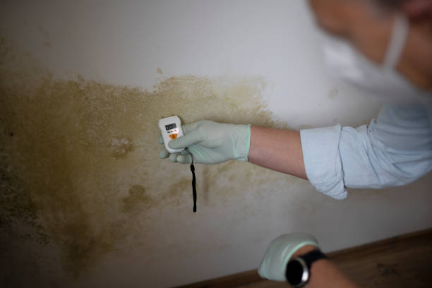 Best Residential Mold Removal  in Fairdale, PA